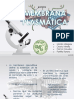 Membrana Plasmatica