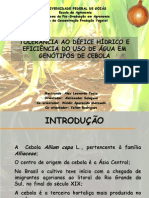 Defesa de Mestrado - TOLERÂNCIA AO DÉFICE HÍDRICO E EFICIÊNCIA DO USO DE ÁGUA EM GENÓTIPOS DE CEBOLA