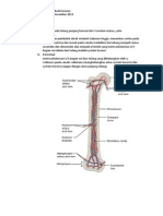 Vaskularisasi Pada Tulang Femur