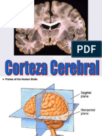 Corteza Cerebral 1