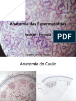 Revisão Anatomia 2