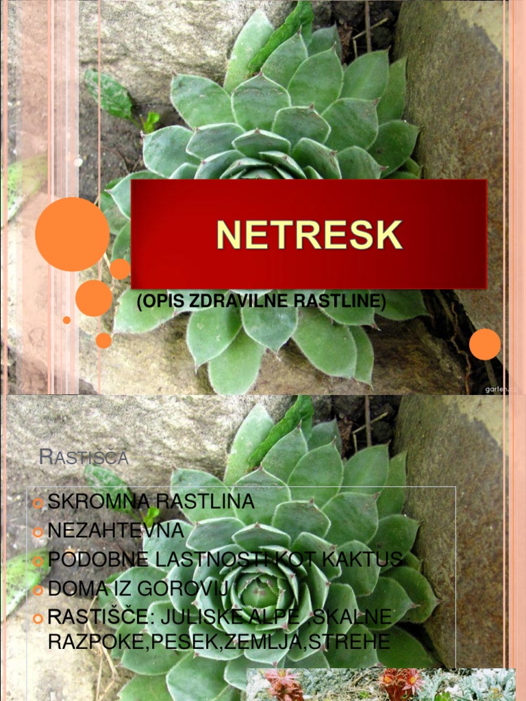 NETRESK | PDF