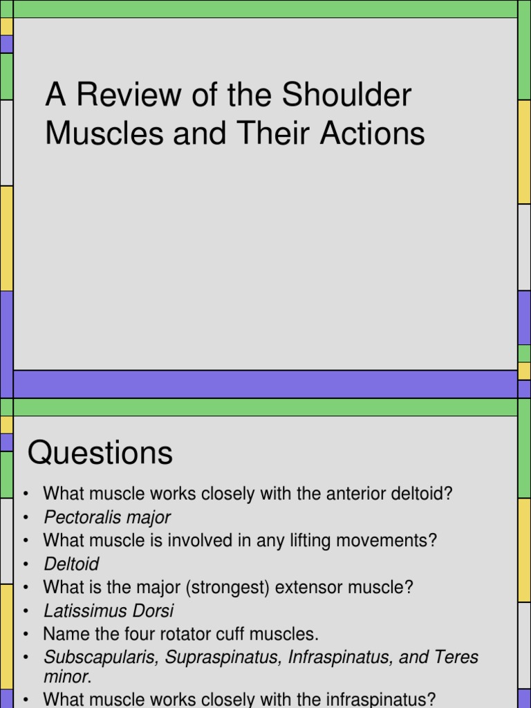 Shoulder Muscle | Download Free PDF | Shoulder | Anatomical Terms Of Motion