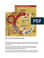 Life Cycle of the Malaria Parasite