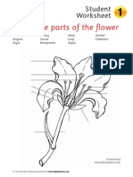 4 Pollination Worksheets