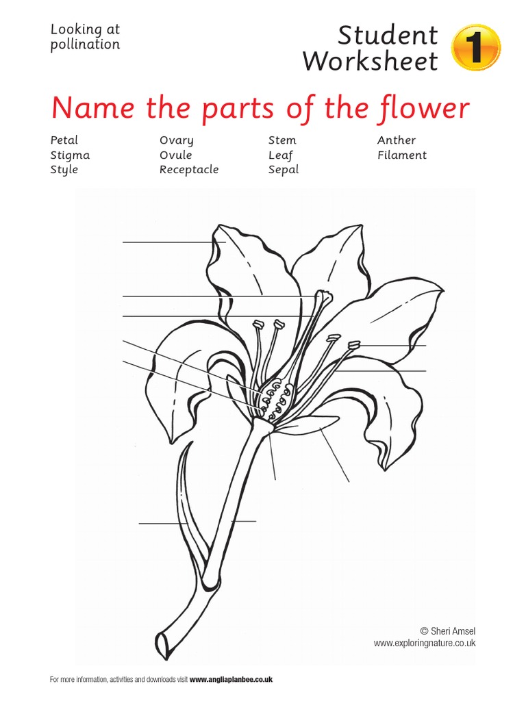 5th grade pollination worksheet