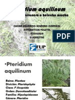 Pteridium Aquilinum