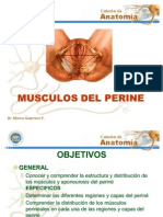 Musculos Del Perine