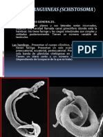 Duelas Sanguineas (Schistosoma)