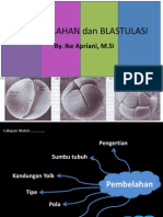 Pembelahan Dan Blastulasi