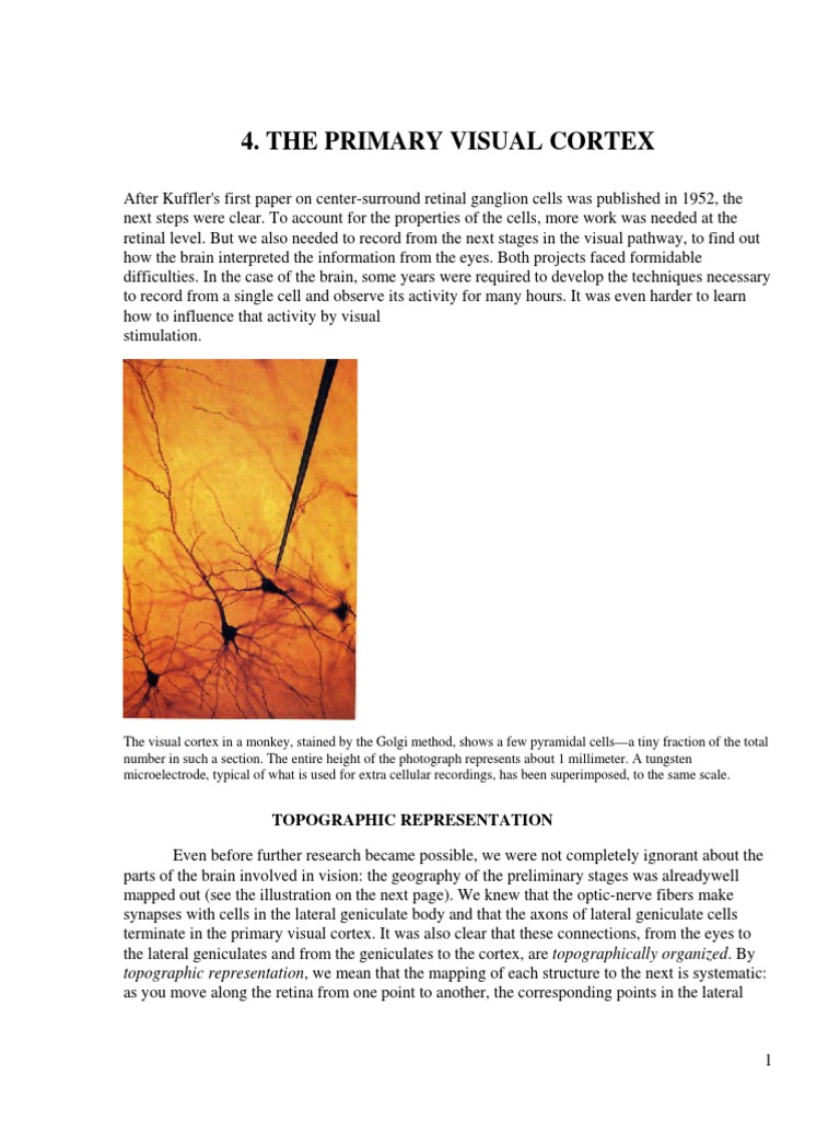 Neuroscience of Visual Processing | PDF