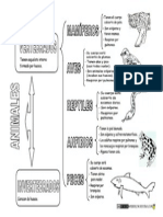 Animales Vertebrados Clasificación