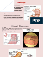 Anatomía y función del estómago humano