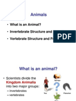 Animals