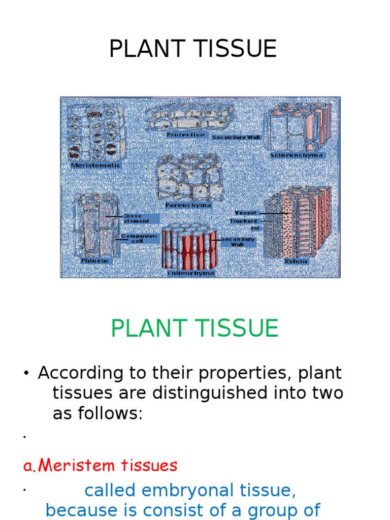 Plant Tissue | PDF | Tissue (Biology) | Leaf
