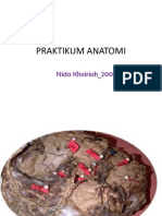 Praktikum Anatomi Slide