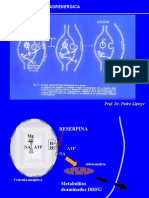 4275-neurotrasmision_adrenergica_2_PARA_ALUMNOS