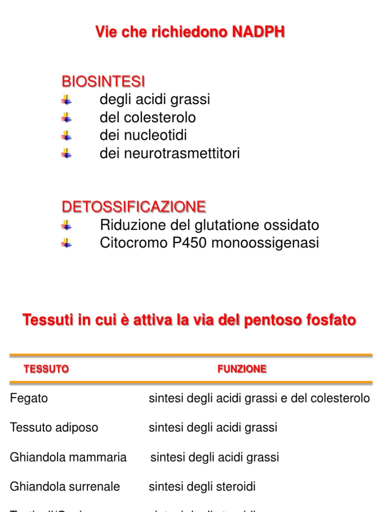 10 Metabolismo Degli Zuccheri La Via Del Fosfogluconato