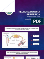 Neurona Motora Periférica
