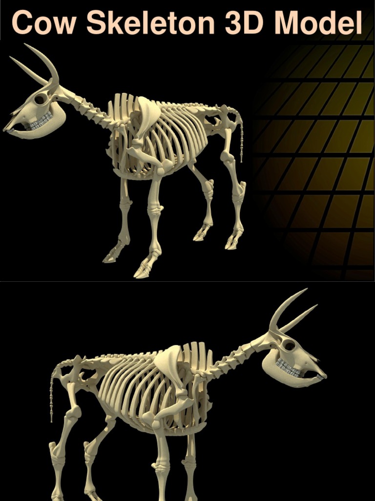 Cow Skeleton 3D Model Overview | PDF