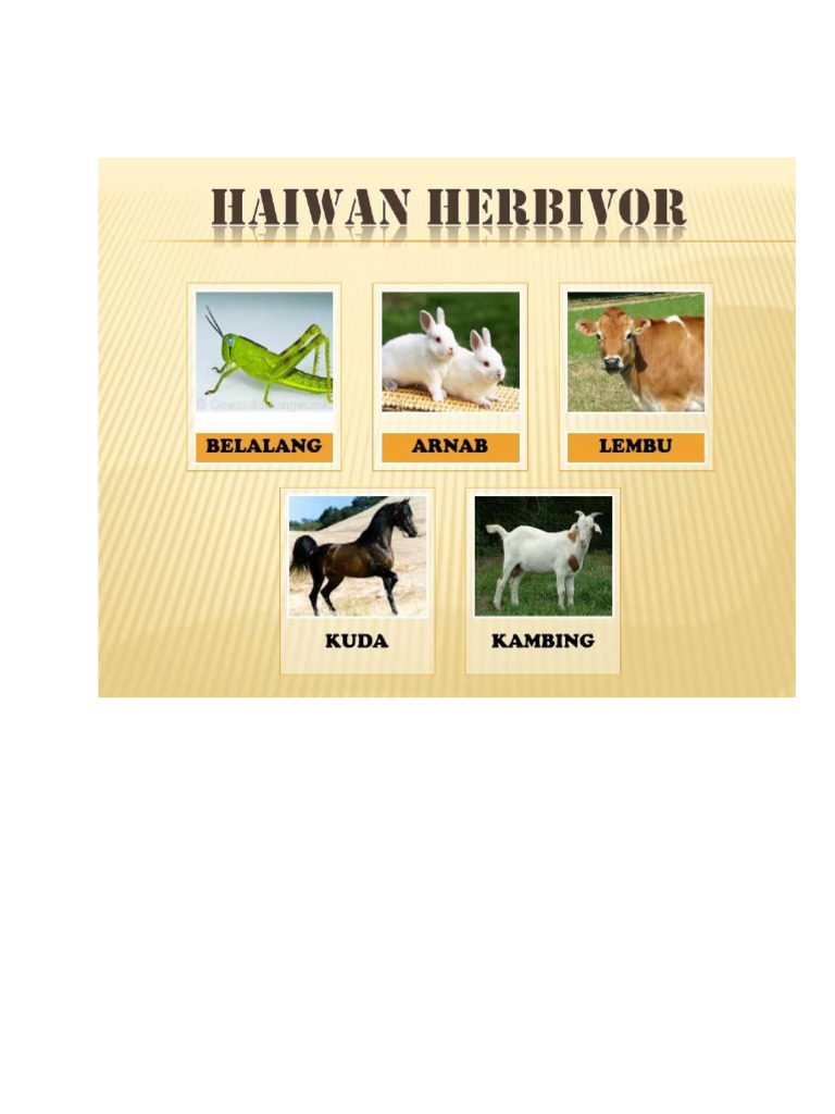 Gambar Haiwan Herbivor Karnivor Omnivor Pdf