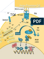 APC-Tcell Stimulation Animation