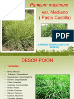 Panicum Maximum Parcela