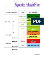Transparência n.º 4 - Pigmentos Fotossintéticos