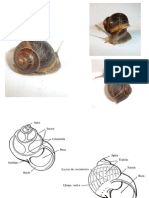 caracol bionica