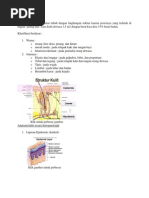 Download ANATOMI KULIT by Linda Alzanaby SN230680690 doc pdf