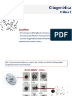 Pratica 1 Citogenetica PDF