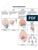 Brain Structure Summary