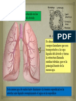 Surfactante Pulmonar
