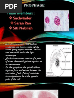 Prophase
