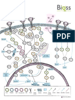 Apoptosis Pathway Drawn