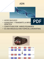 Adn Diapositiva (2)