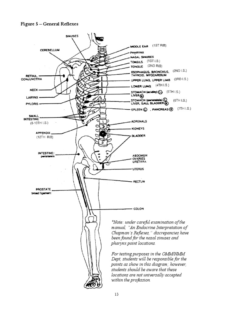 OMM/NMM Student Reflex Guide | PDF | Language Arts & Discipline
