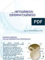 6GAMETOGÉNESIS Espermatogenesis