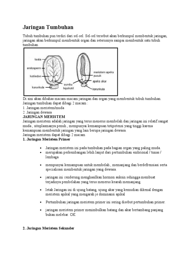 Jaringan Tumbuhan Doc Soal No 2