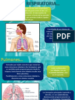 Fisiologia Respiratoria