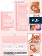 Cambios Fisiológicos Durante Embarazo Parto y Puerperio