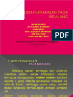 Sistem Pernafasan Pada Belalang