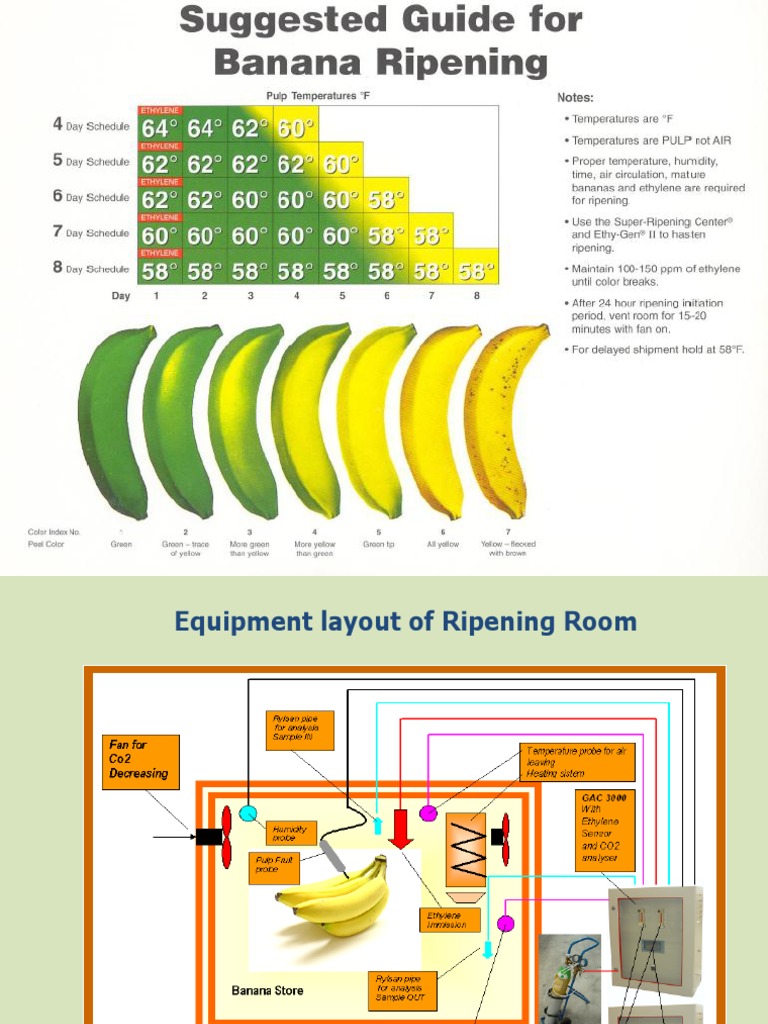 Banana Ripening System PDF