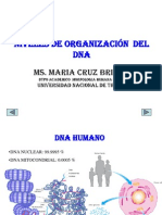 Organizacion Del Adn