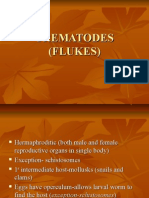 Trematodes (Flukes)