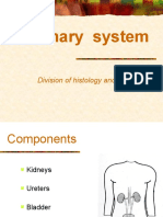 Urinary System: Division of Histology and Embryology