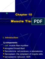 Muscle Tissue-Wl06.11