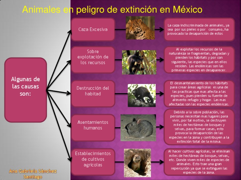 Mapa Conceptual Animales en Extincion | PDF