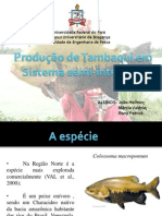 Produção de Tambaqui Em