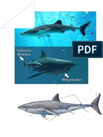 Fotos Tiburones